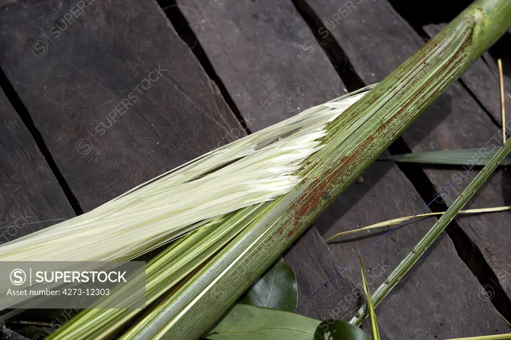 Leafs Of Palm Tree Mauritia Flexulosa To Produce Hammock, Indian Warao Living In Orinoco Delta, Venezuela