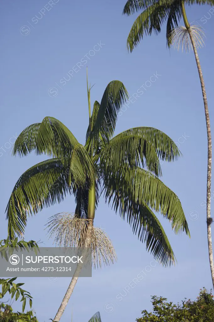 Moriche Plam, Mauritia Flexuosa, Tree Producing Heart Of Palm, Orinoco Delta In Venezuela