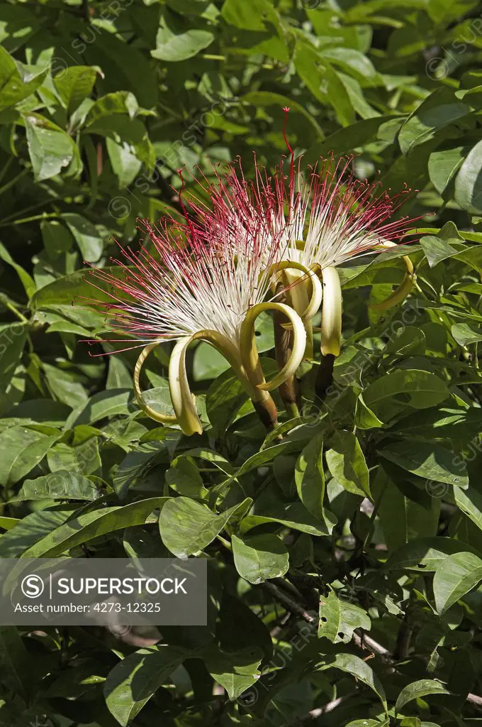 Flower Of A Tree Called Water Cocoa, Orinoco Delta In Venezuela
