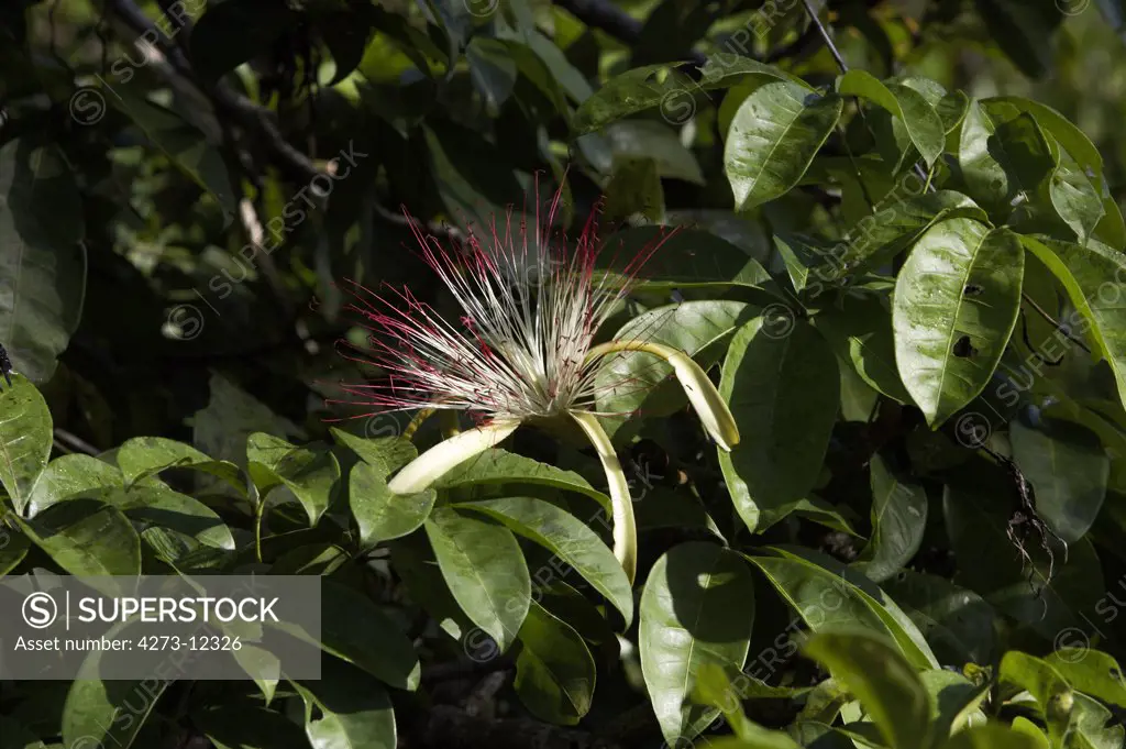 Flower Of Tree Called Water Cocoa, Orinoco Delta In Venezuela