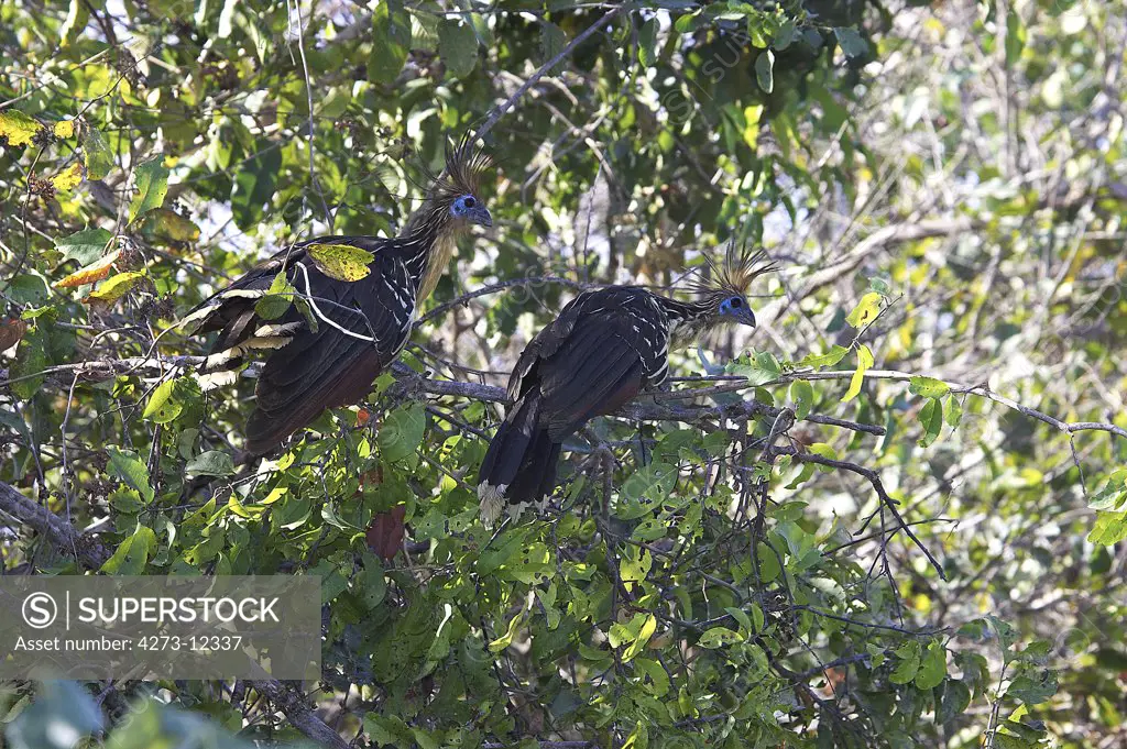 Hoatzin, Opisthocomus Hoazin, Adult Standing On Branch, Los Lianos In Venezuela
