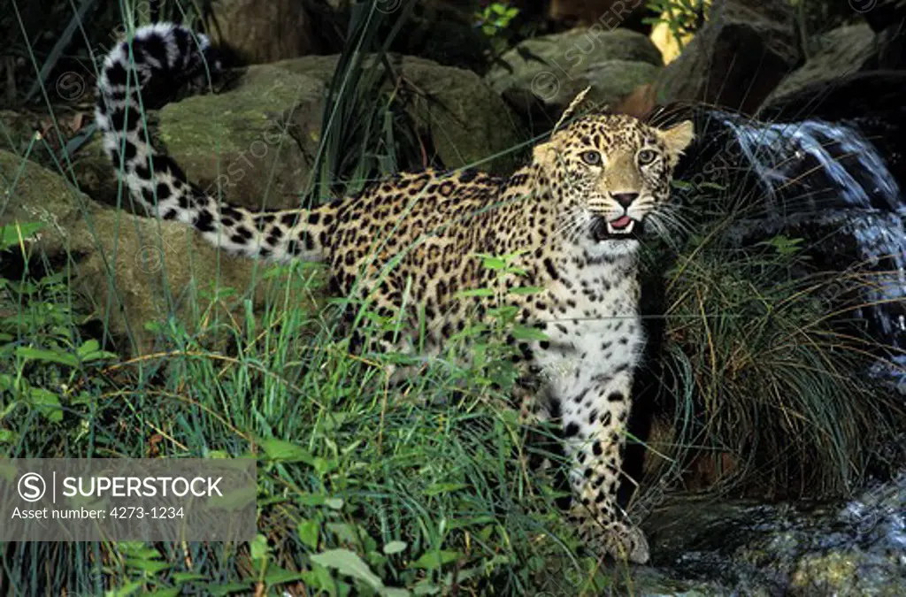 Leopard Panthera Pardus Near Rocks