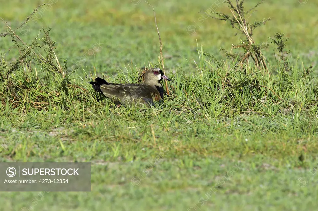 Southern Lapwing, Vanellus Chilensis, Adult Standing On Nest, Los Lianos In Venezuela