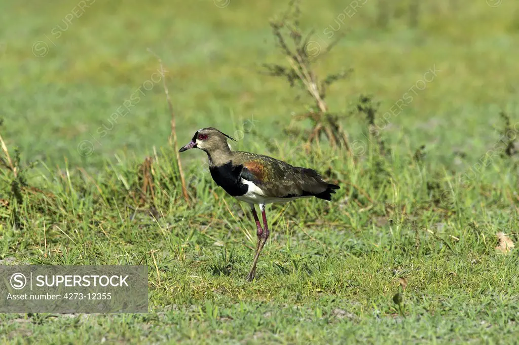 Southern Lapwing, Vanellus Chilensis, Adult Standing On Grass, Los Lianos In Venezuela