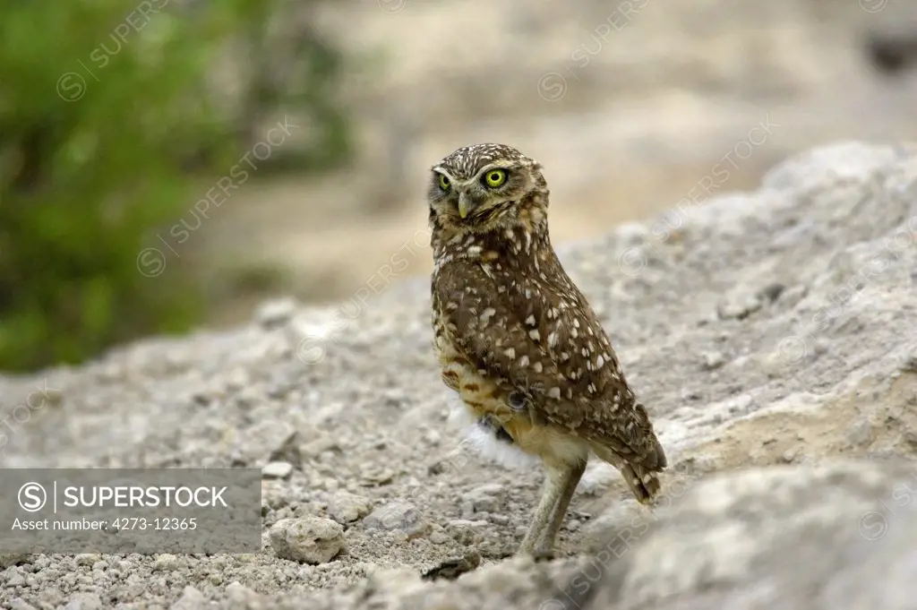 Borrowing Owl, Athene Cunicularia, Adult Standing On Rock, Los Lianos In Venezuela