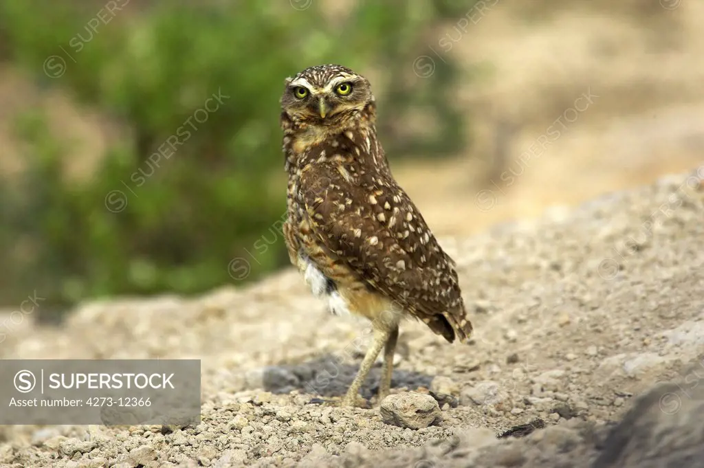 Borrowing Owl, Athene Cunicularia, Adult, Los Lianos In Venezuela