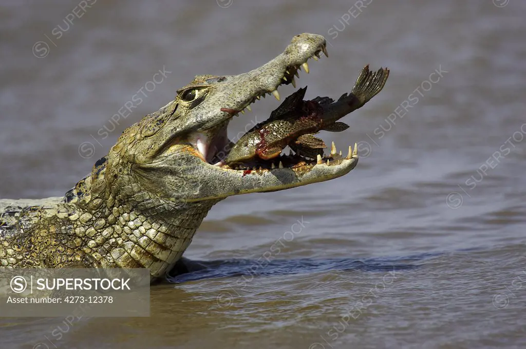 Spectacled Caiman Caiman Crocodilus, Adult Catching Fish, Los Lianos In Venezuela