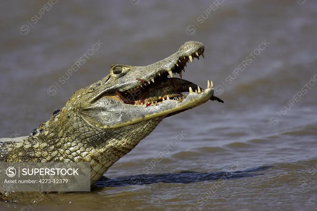 Spectacled Caiman, Caiman Crocodilus, Adult Catching Fish, Los Lianos In Venezuela