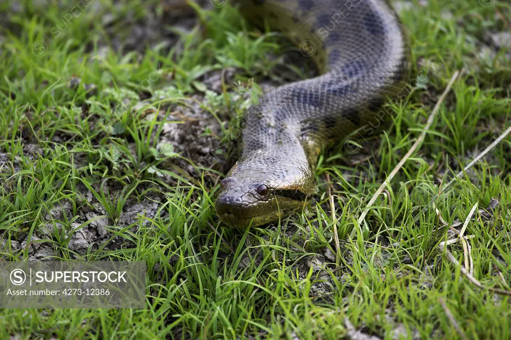 Green Anaconda, Eunectes Murinus, Adult Standing On Grass, Los Lianos In Venezuela