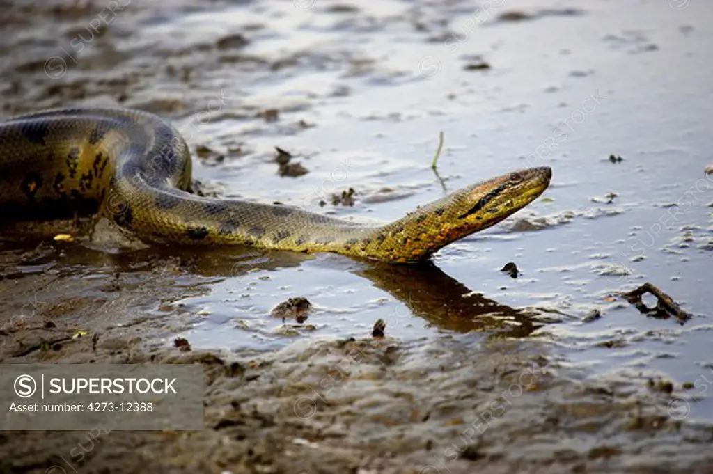 Green Anaconda, Eunectes Murinus, Adult Standing In Water, Los Lianos In Venezuela
