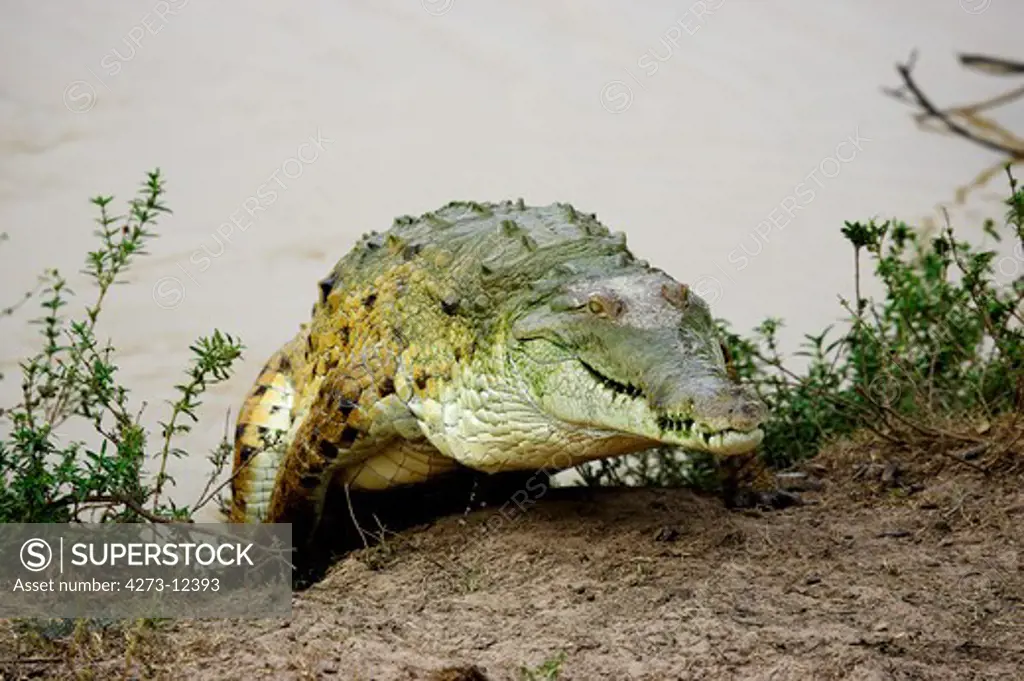Orinoco Crocodile, Crocodylus Intermedius, Adult Emerging From Water, Los Lianos In Venezuela