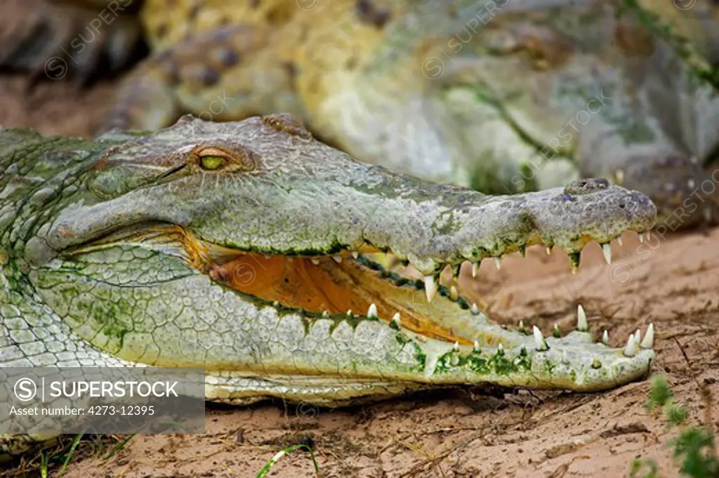 Orinoco Crocodile, Crocodylus Intermedius, Head Of Adult With Open Mouth, Los Lianos In Venezuela