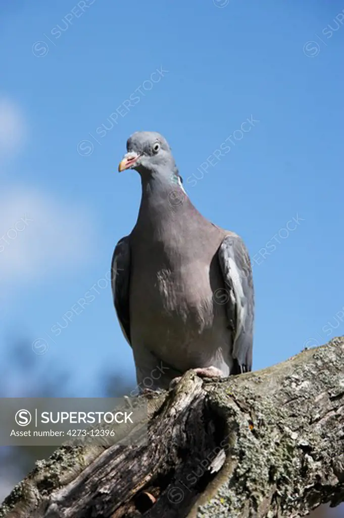 Wood Pigeon, Columba Palumbus, Adult Standing On Branch, Normandy