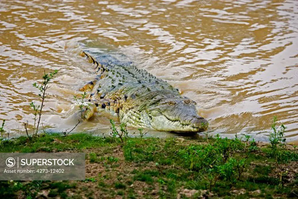 Orinoco Crocodile Crocodylus Intermedius, Adult Emerging From River, Los Lianos In Venezuela