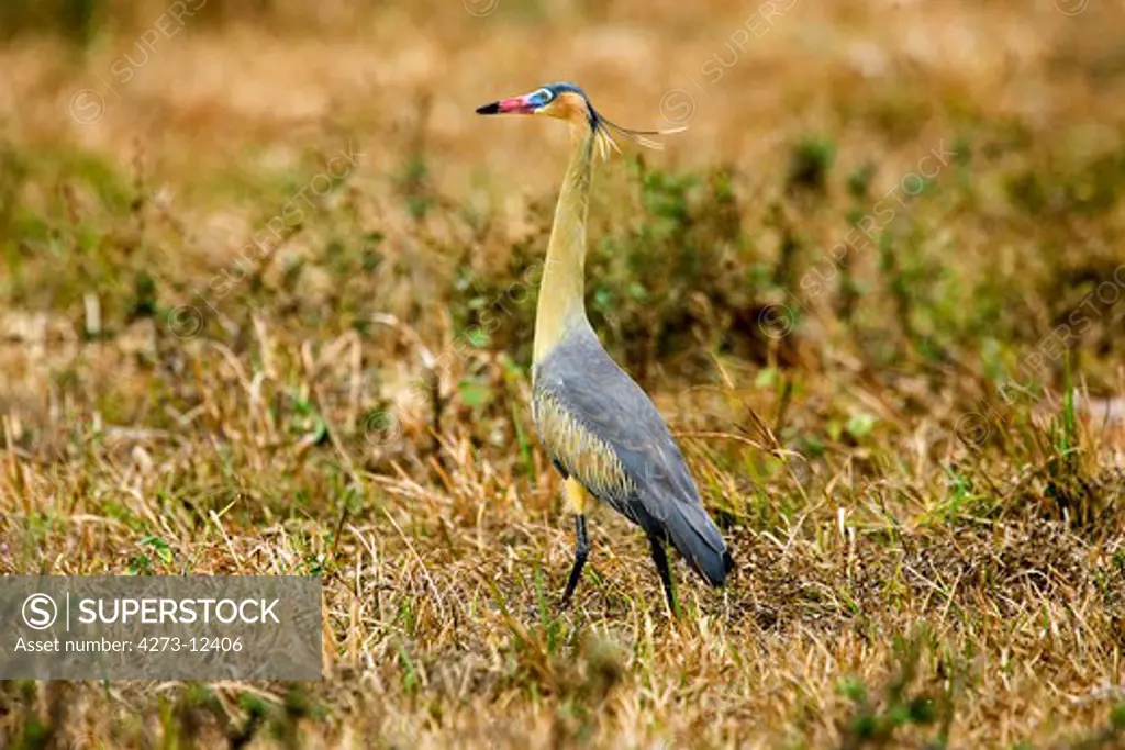 Whistling Heron Syrigma Sibilatrix, Adulte Standing On Dry Grass, Los Lianos In Venezuela