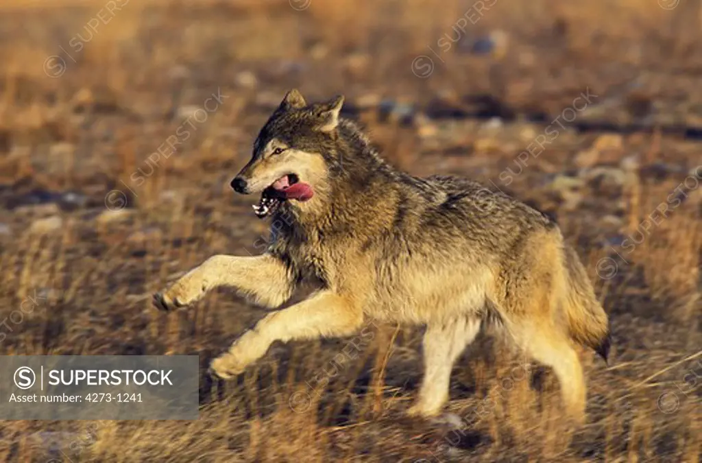 North American Grey Wolf Canis Lupus Occidentalis, Adult Running, Canada