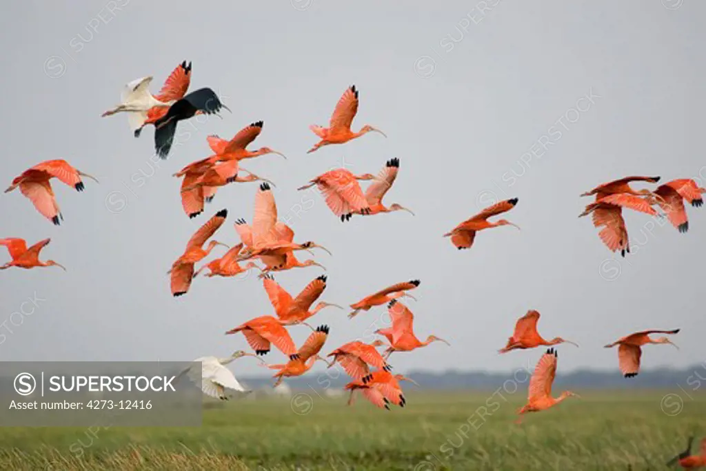 Scarlet Ibis Eudocimus Ruber, Group In Flight, Los Lianos In Venezuela