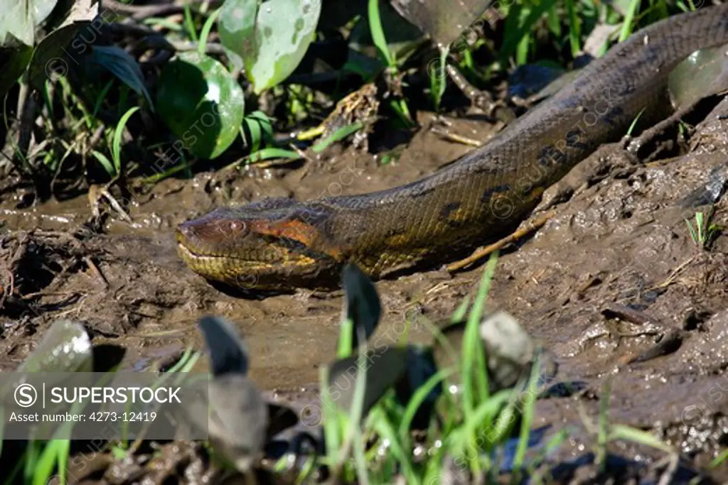 Green Anaconda Eunectes Murinus, Los Lianos In Venezuela