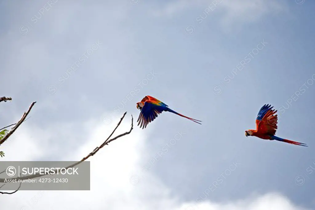 Scarlet Macaw Ara Macao, Pair In Flight, Los Lianos In Venezuela