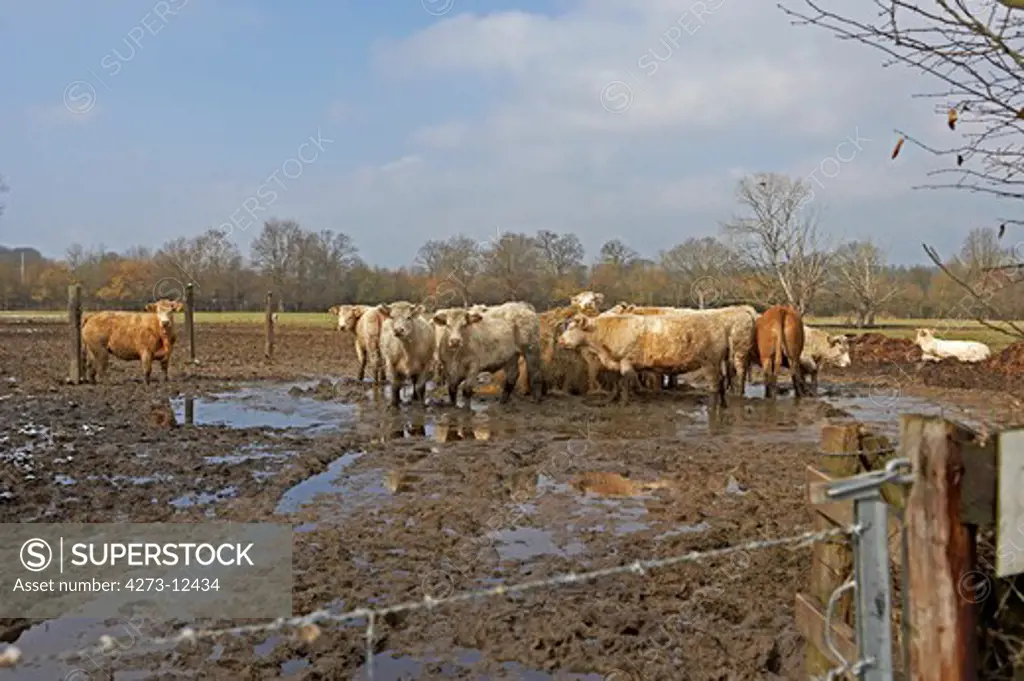 Charolais And Limousin Cattle, Herd Around Hay In Winter, Normandy