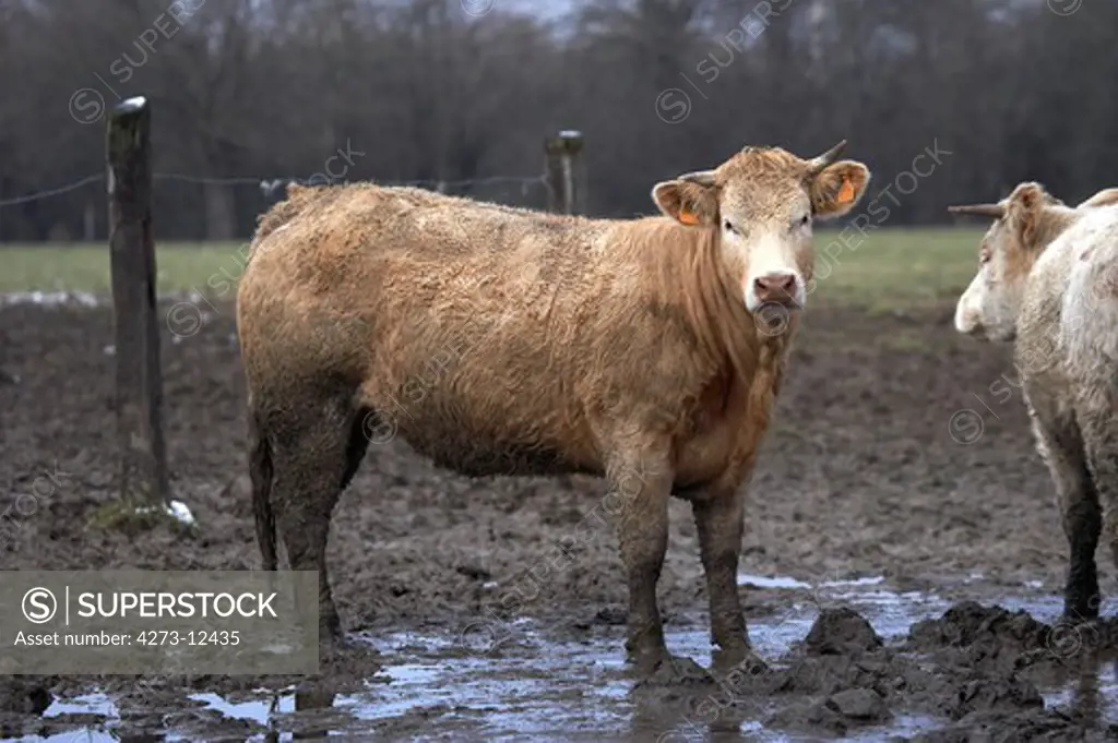 Limousin And Charolais Cattle, Pair In Mud, Winter In Normandy