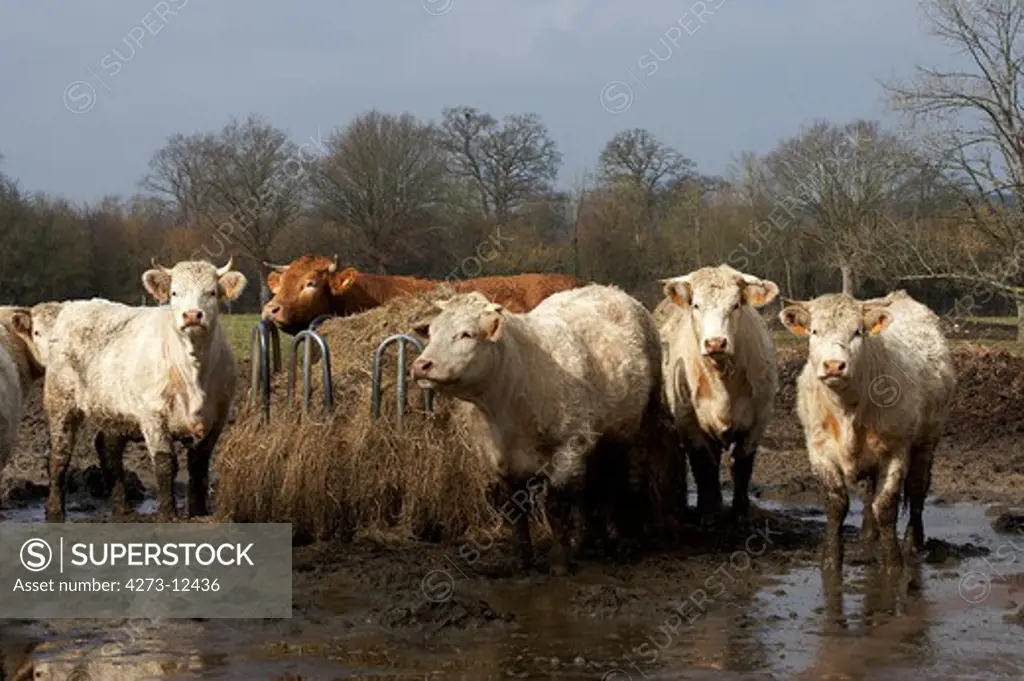 Charolais And Limousin Cattle, Herd Eating Hay, Normandy