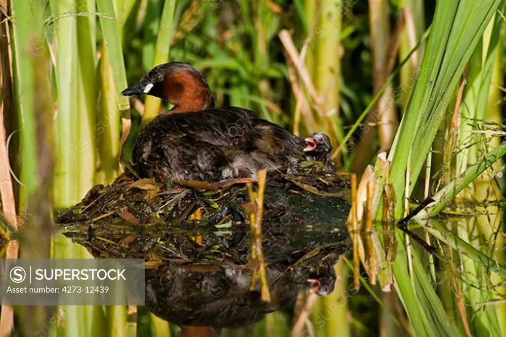 Little Grebe Tachybaptus Ruficollis, Adult On Nest With Chick, Pond In Normandy