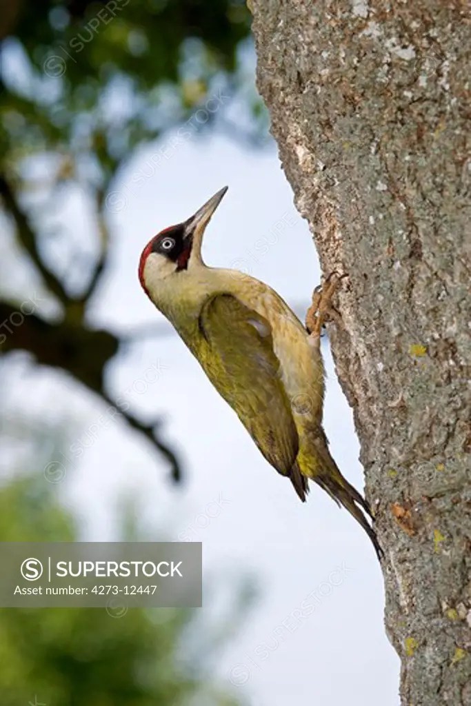 Green Woodpecker Picus Viridis, Adult Looking For Food In Bark, Normandy