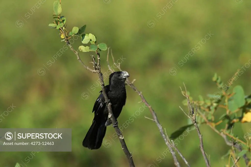 Large Billed Seed Finch, Oryzoborus Crassirostris, Adult Standing On Branch, Los Lianos In Venezuela