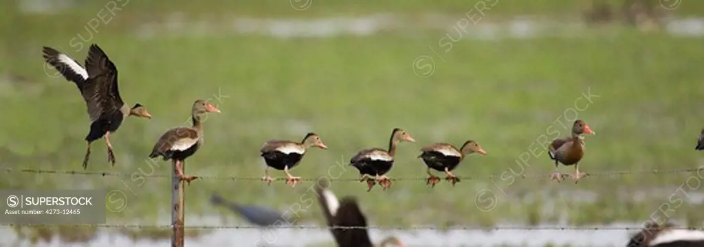 Red-Billed Whistling Duck Dendrocygna Automnalis, Los Lianos In Venezuela