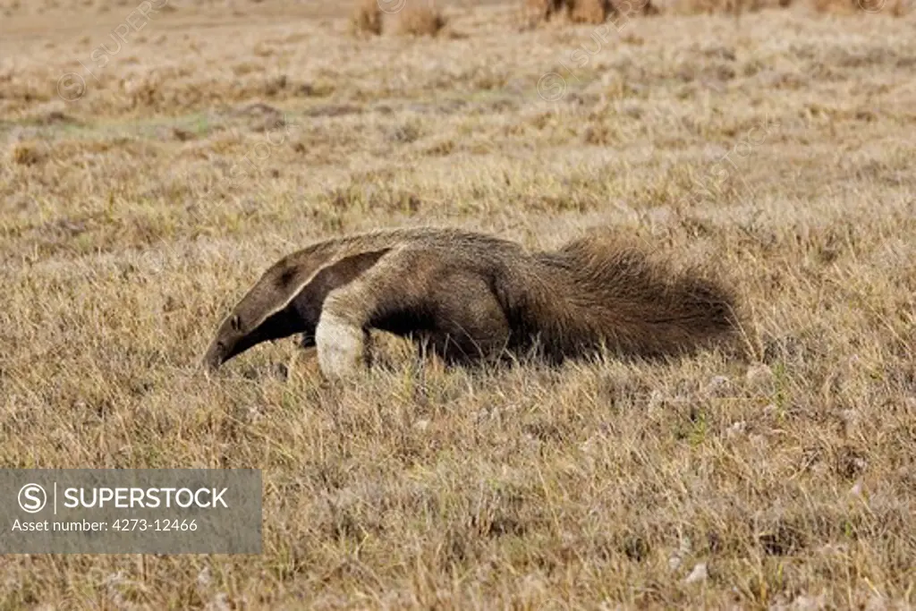 Giant Anteater Myrmecophaga Tridactyla, Adult Standing On Dry Grass, Los Lianos In Venezuela