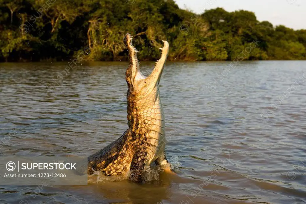 Spectacled Caiman Caiman Crocodilus, Adult Leaping Out Of Water With Open Mouth, Los Lianos In Venezuela