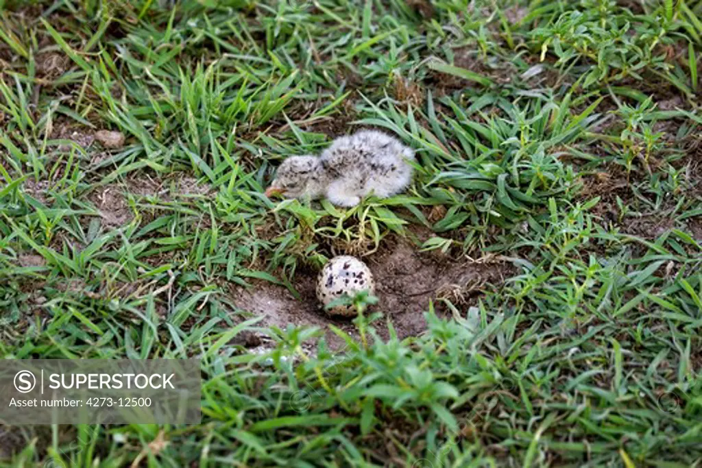 Black Skimmer Rynchops Niger, Chick With Egg In Nest, Los Lianos In Venezuela