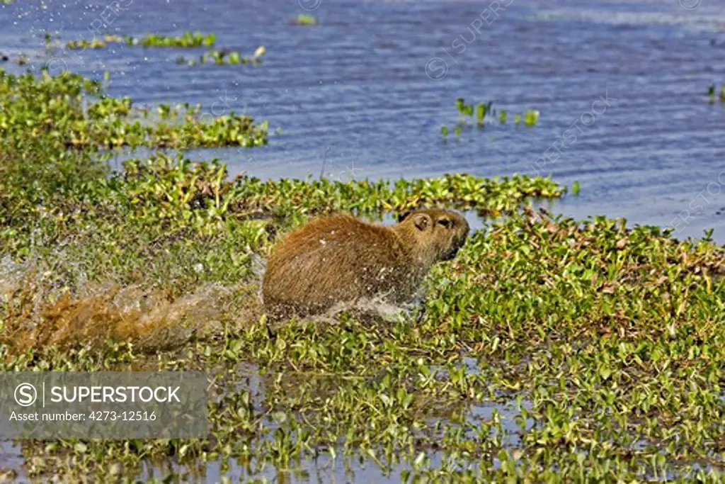 Capybara Hydrochoerus Hydrochaeris, Adult Running, Entering Into River, Los Lianos In Venezuela