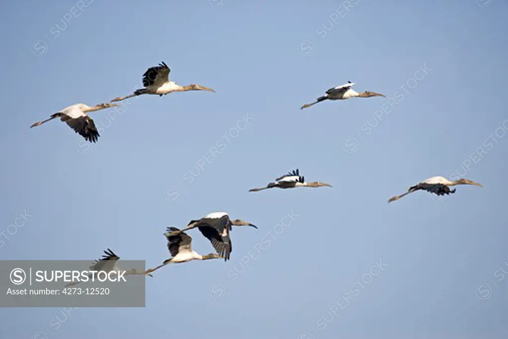 Wood Stork, Mycteria Americana, Group In Flight, Los Lianos In Venezuela