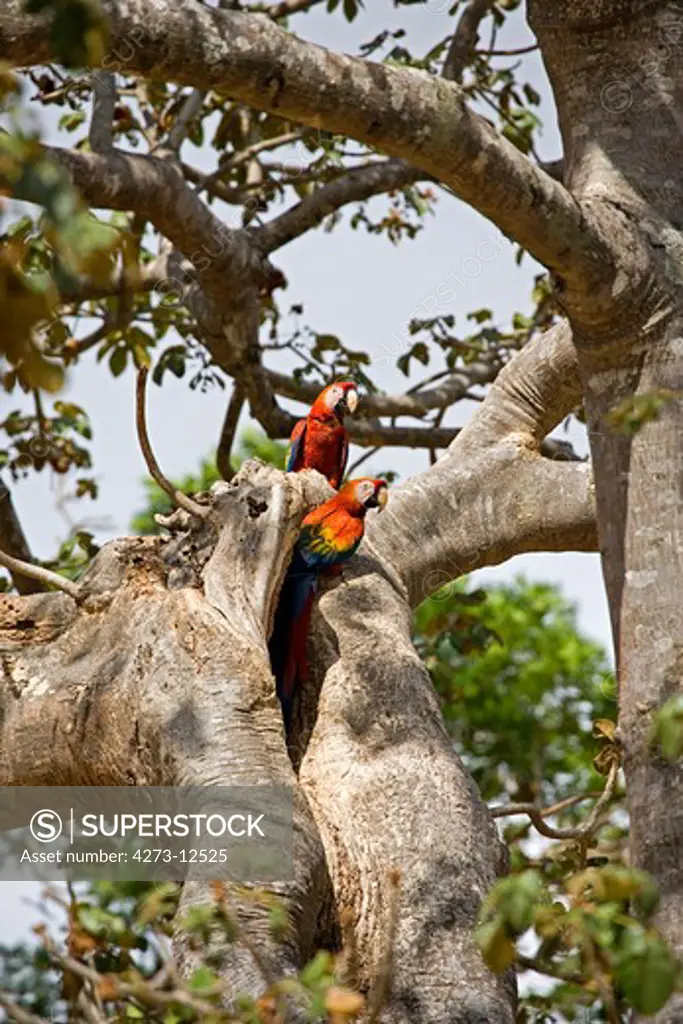 Scarlet Macaw Ara Macao, Pair Standing At Nest Entrance, Los Lianos In Venezuela