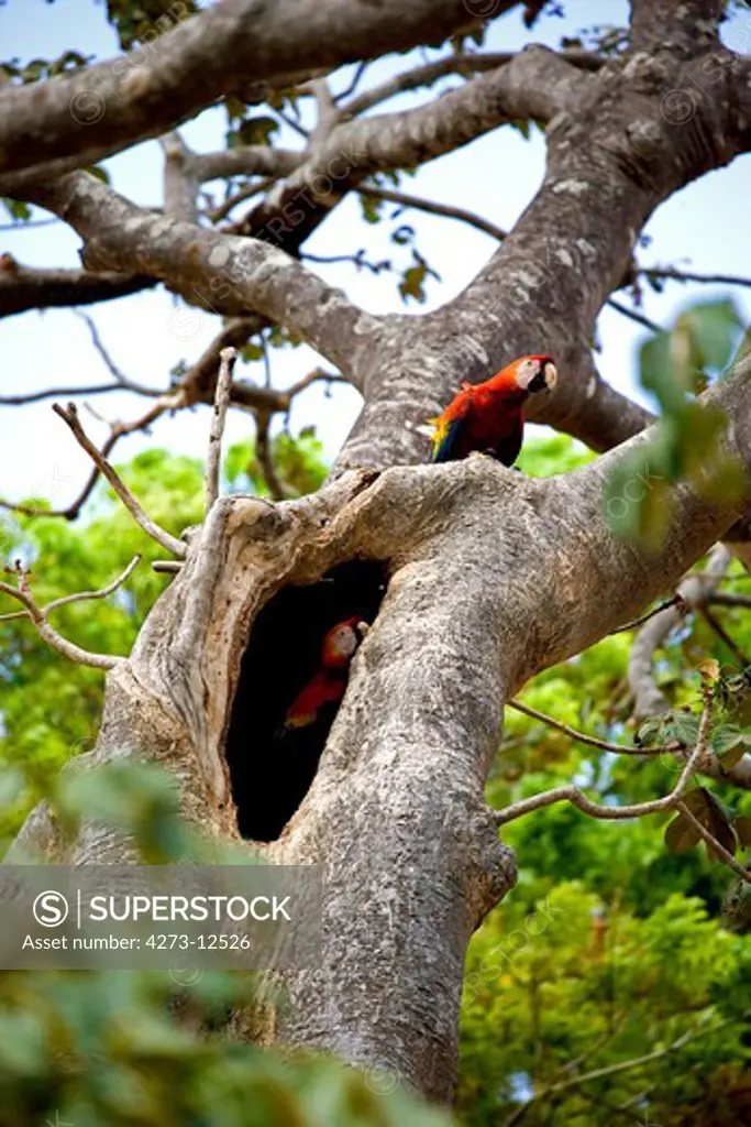 Scarlet Macaw Ara Macao, Pair Standing Near Nest, Los Lianos In Venezuela