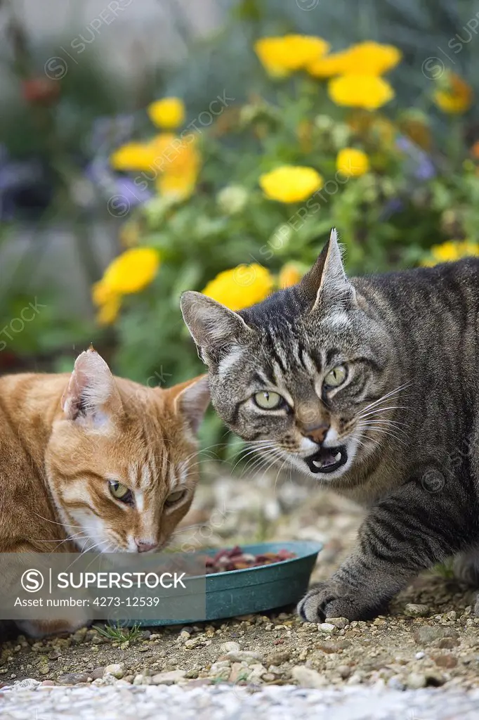 Red Tabby And Brown Tabby Domestic Cat, Pair Eating