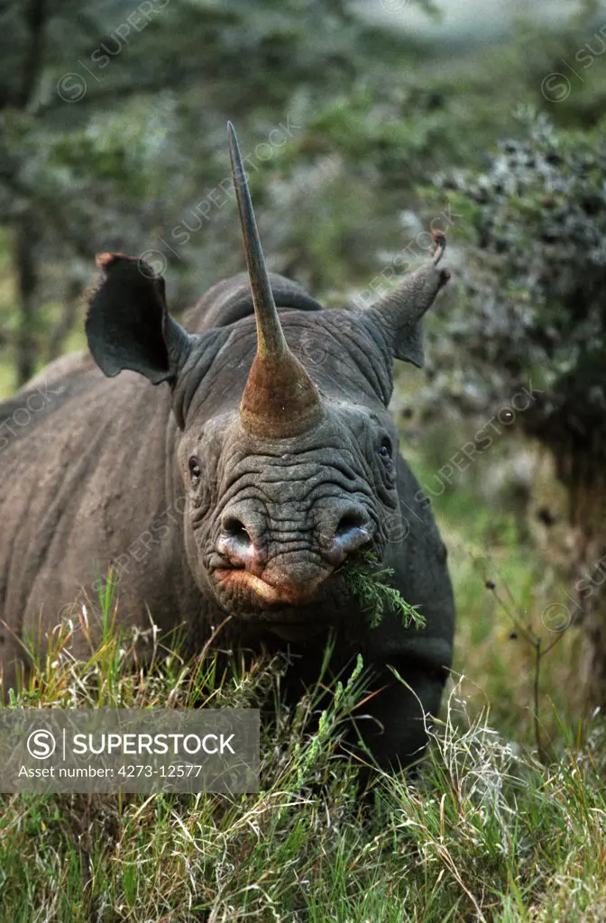 Black Rhinoceros Diceros Bicornis, Adult Eating In Bush, Kenya