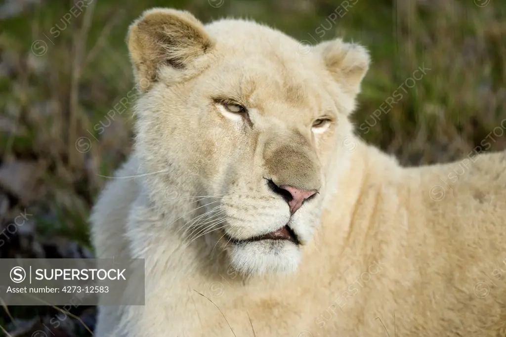 White Lion Panthera Leo Krugensis, Portrait Of Female