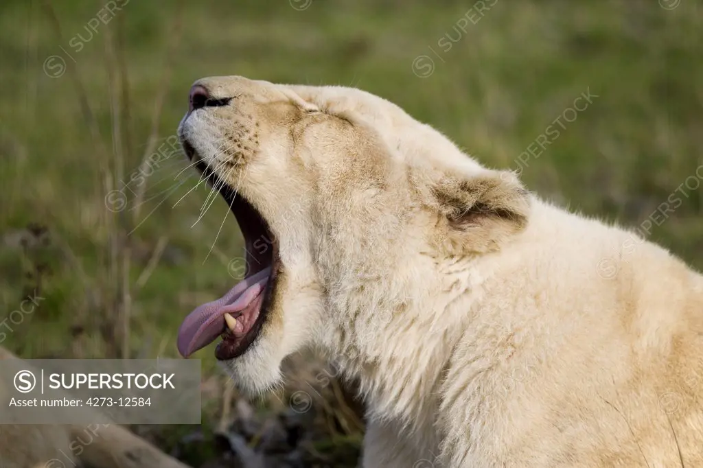 White Lion Panthera Leo Krugensis, Female Yawning