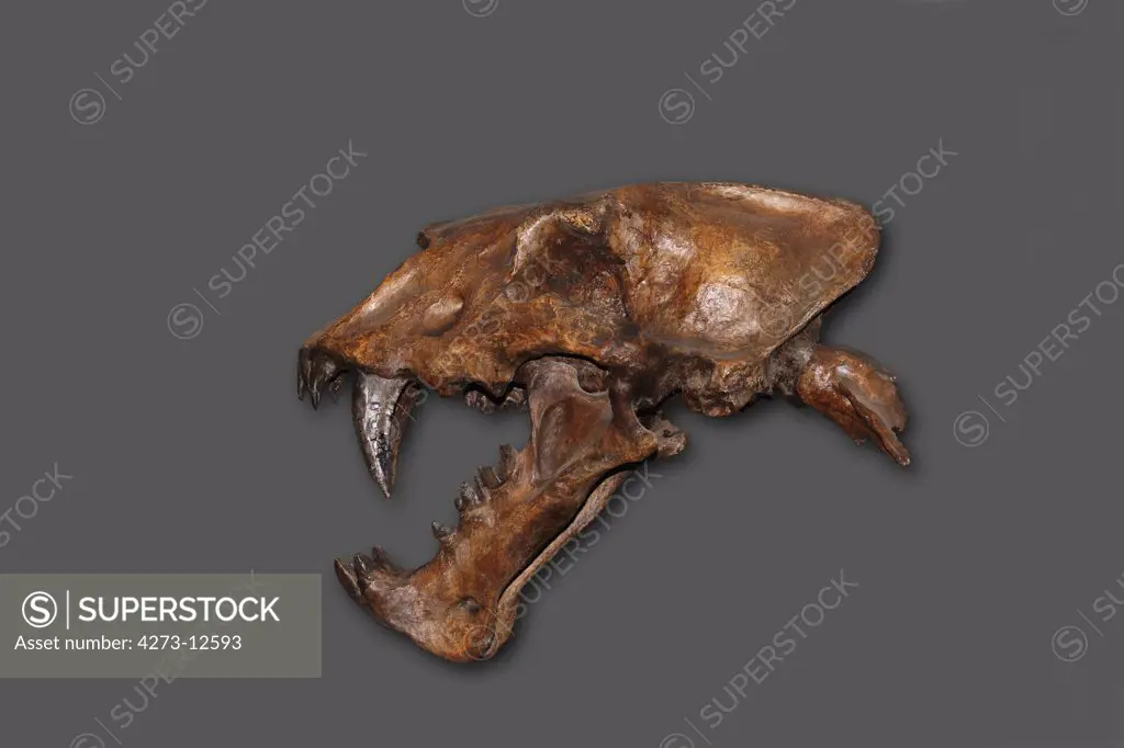 Skull Of Scimitar Cat, Homotherium Serum, Saber Toothed Cat Disappeared 10 000 Years Ago, Beringie Museum In Canada