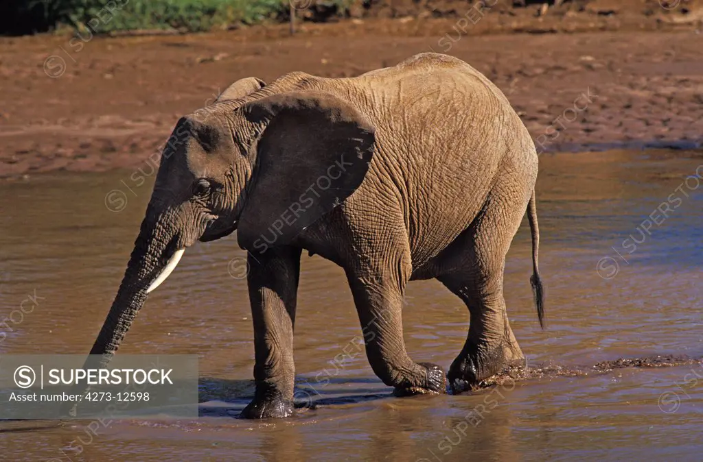 African Elephant Loxodonta Africana, Female Crossing River, Samburu Park In Kenya