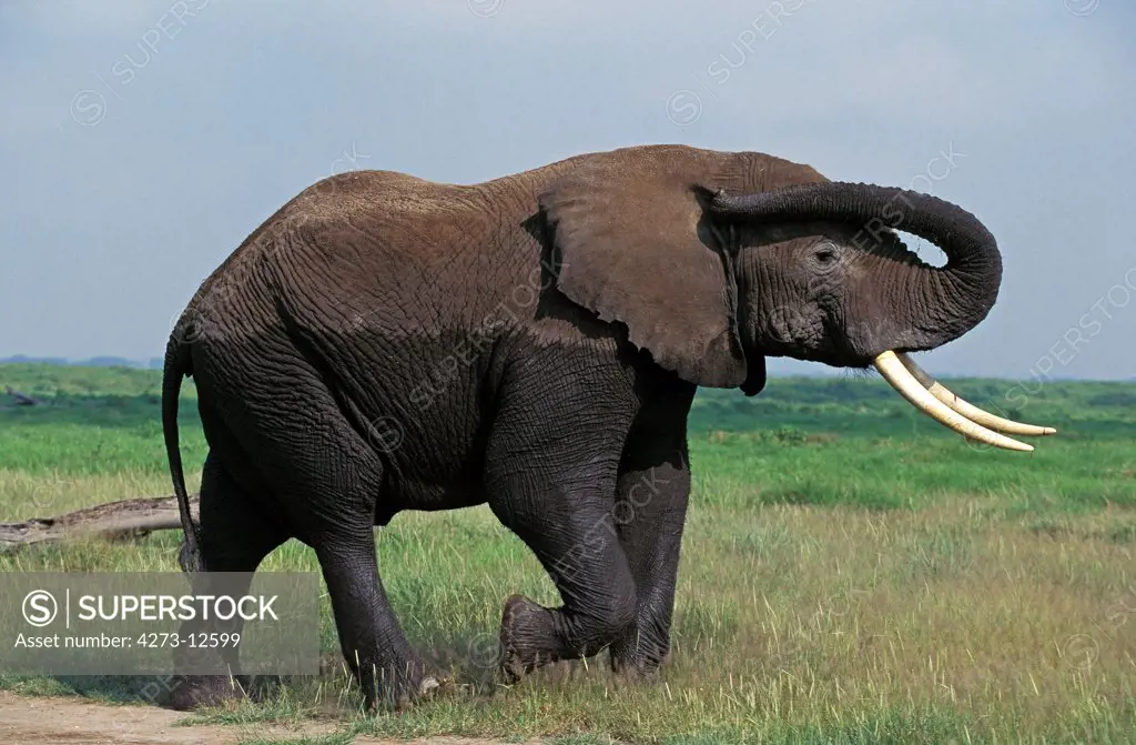 African Elephant Loxodonta Africana, Adult In Masai Mara Park, Kenya