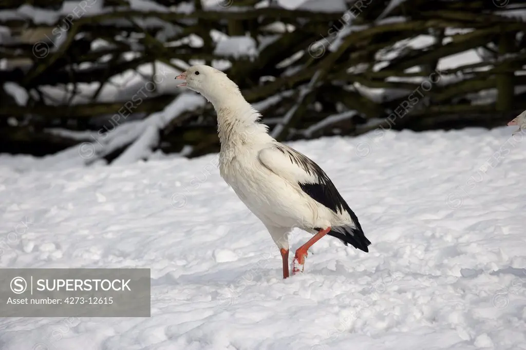 Andean Goose, Chloephaga Melanoptera, Adult Standing On Snow