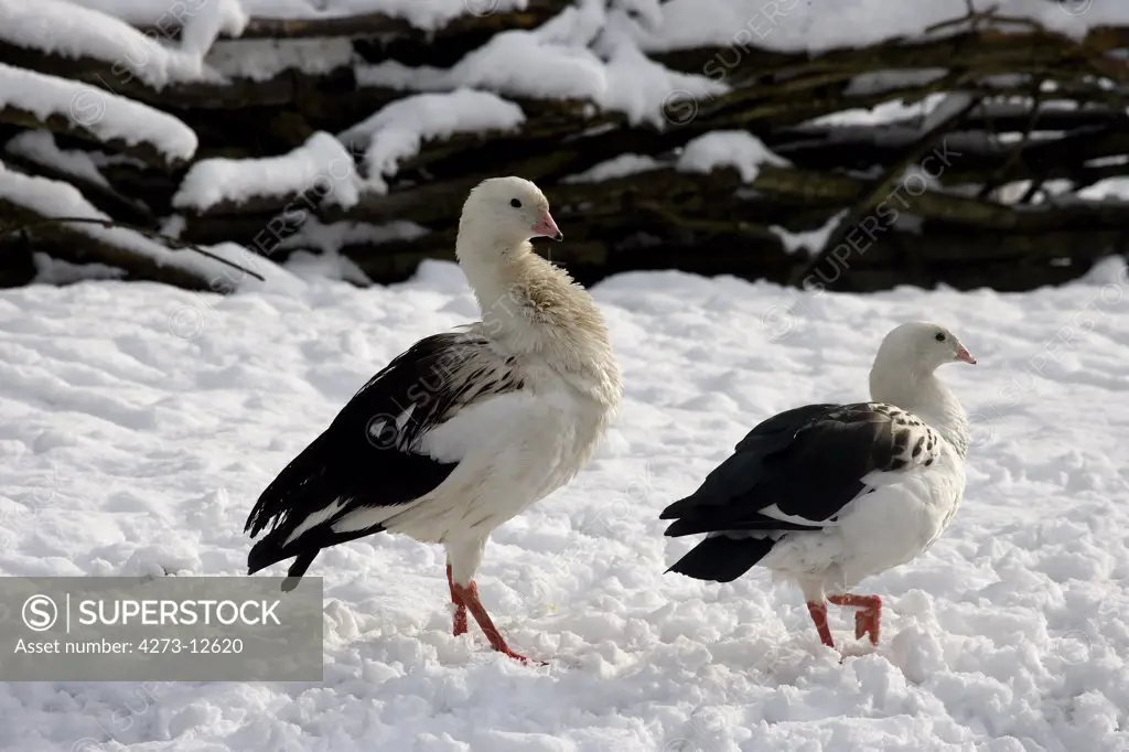 Andean Goose, Chloephaga Melanoptera, Pair Standing On Snow