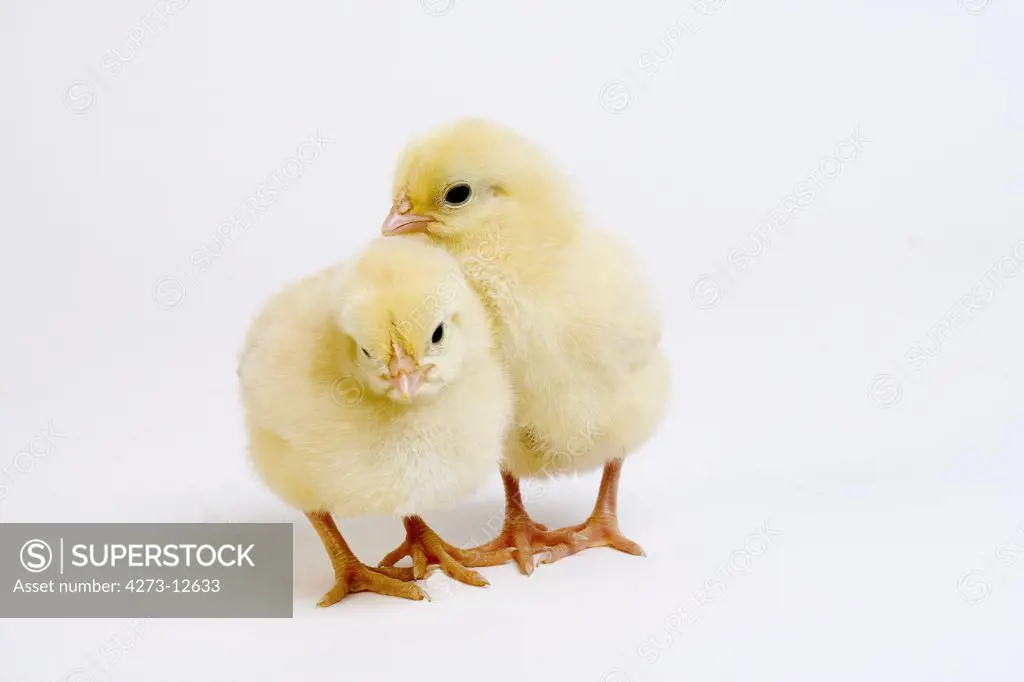 Pair Of Chicks Against White Background