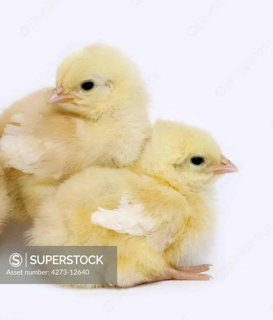 Pair Of Chicks Against White Background
