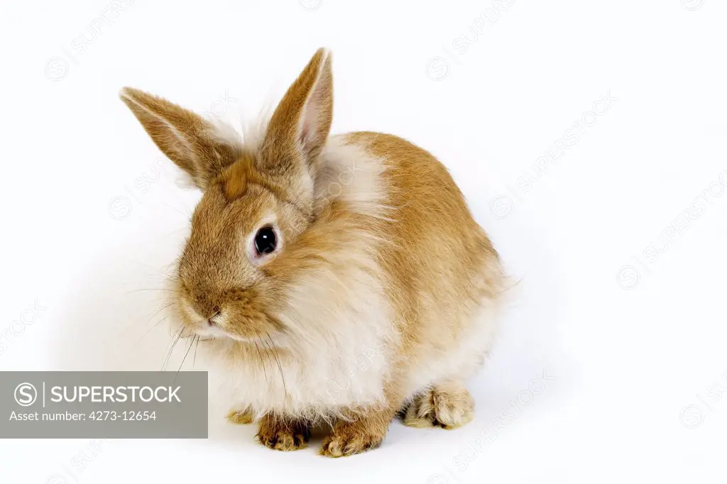 Red Dwarf Rabbit Against White Background