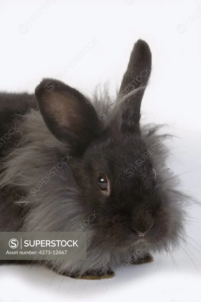 Black Dwarf Rabbit Against White Background